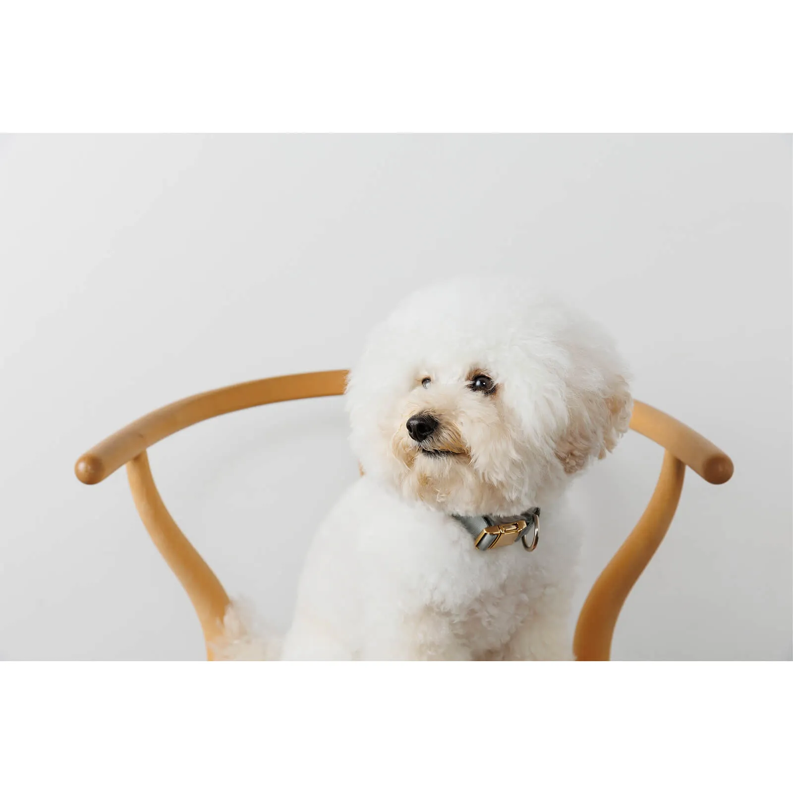 CHARITY DOG PHOTO by Tatsuma Omine